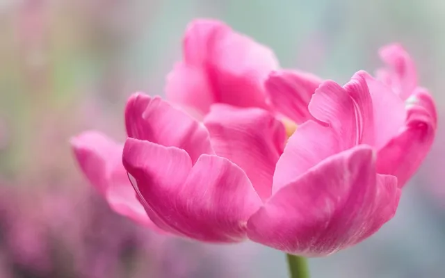 Happy women's day English Greetings, Top Best Women's Day Trending Greetings with hd wallpapers