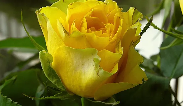 Happy Women's Day Greetings Quotes in Telugu, Telugu Women's Day hd wallpapers, Telugu Women's Day hd wallpapers